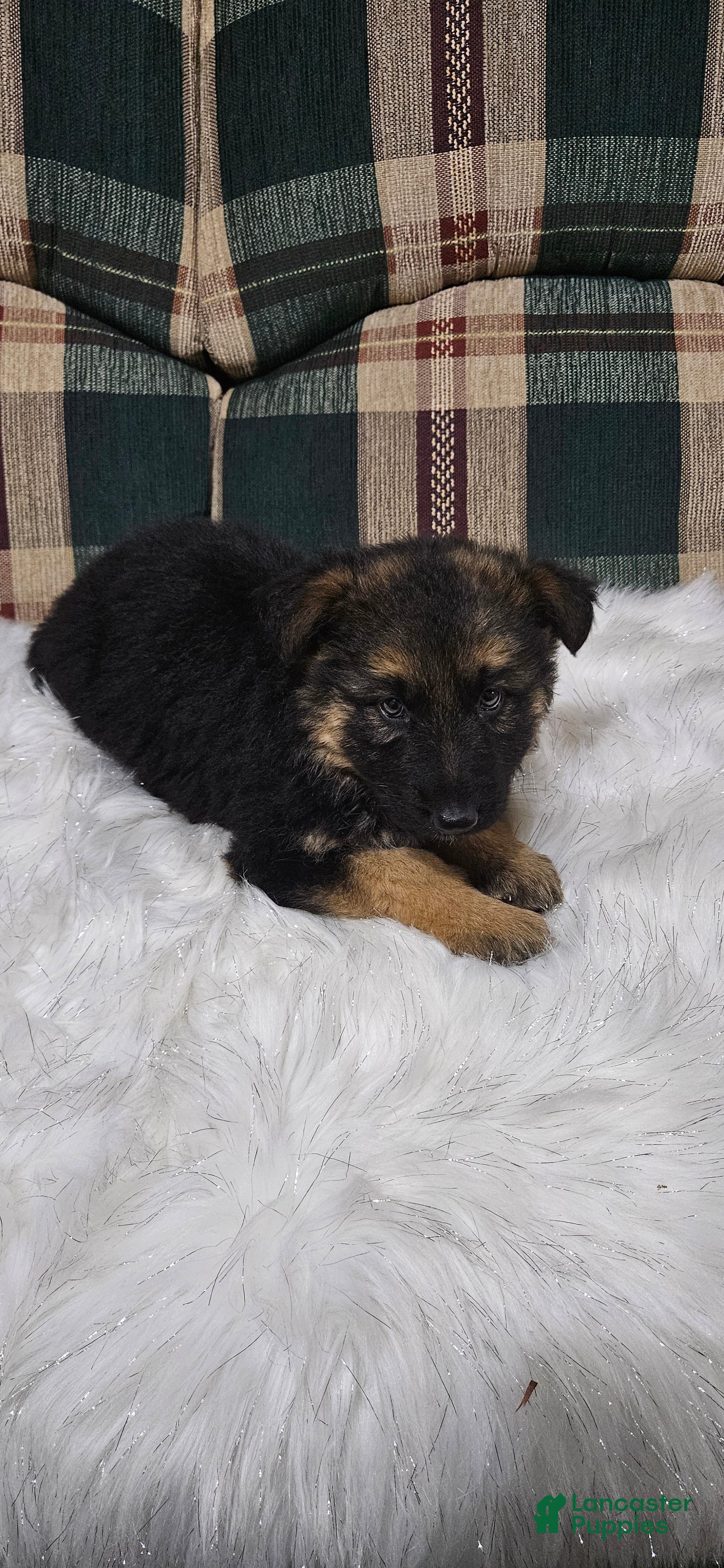 German Shepherd dogs Coco - Ad 27