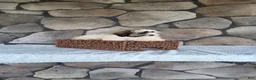 Shihpoo dogs for sale: Bailey - Ad 14