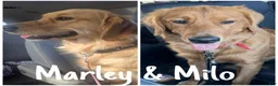 Golden Retriever dogs for sale: Golden Retriever 1 - Ad 11