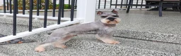 Miniature Schnauzer dogs for sale: Rita - Ad 8
