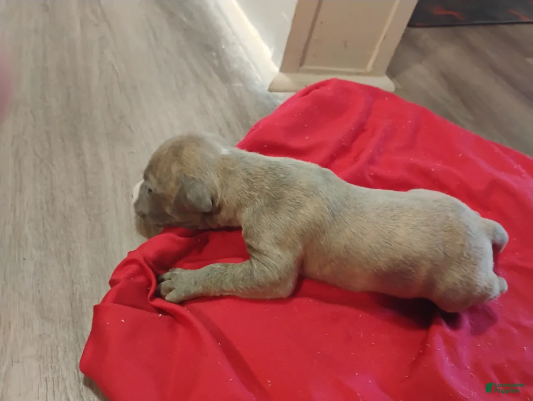 American Pit Bull Terrier dogs for sale: American Pit Bull Terrier 2 - Ad 2