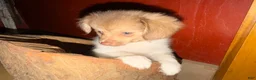 Mixed Breed dogs for sale: Cookie’s Boy #5 - Ad 8