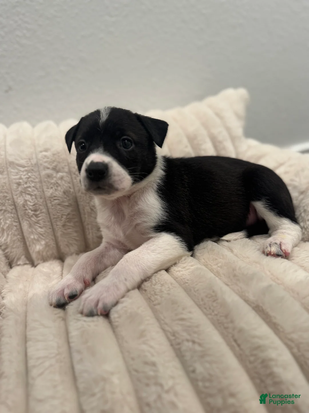 Mixed Breed dogs for sale: Autumn  - Ad 2