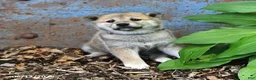 Shiba Inu dogs for sale: Starlight - Ad 3