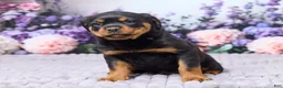 Rottweiler dogs for sale: Jordan - Ad 3