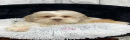 Lhasapoo dogs for sale: Amelia - Ad 4