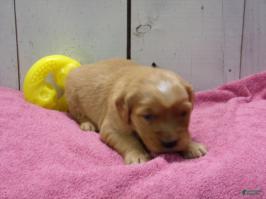 Golden Retriever dogs for sale: Beatrice - Ad 3