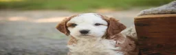 Cavapoo dogs for sale: Larry Cavapoo  - Ad 17