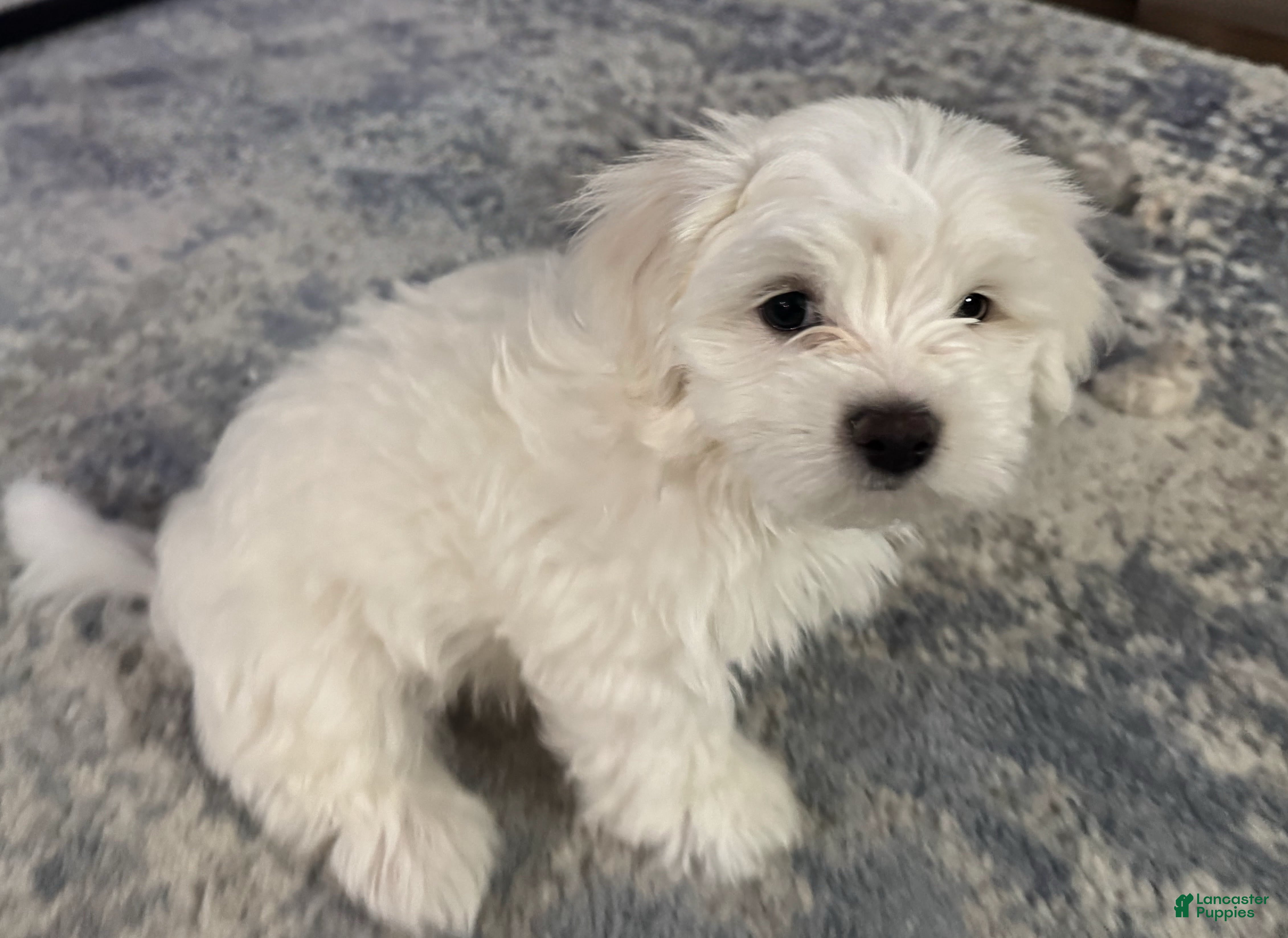 Malshi dogs Billy - Teddy Bear Malshi Puppy - Ad 2