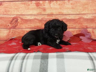 Aussiedoodle dogs Aussiedoodle Puppy 1 - Ad 14