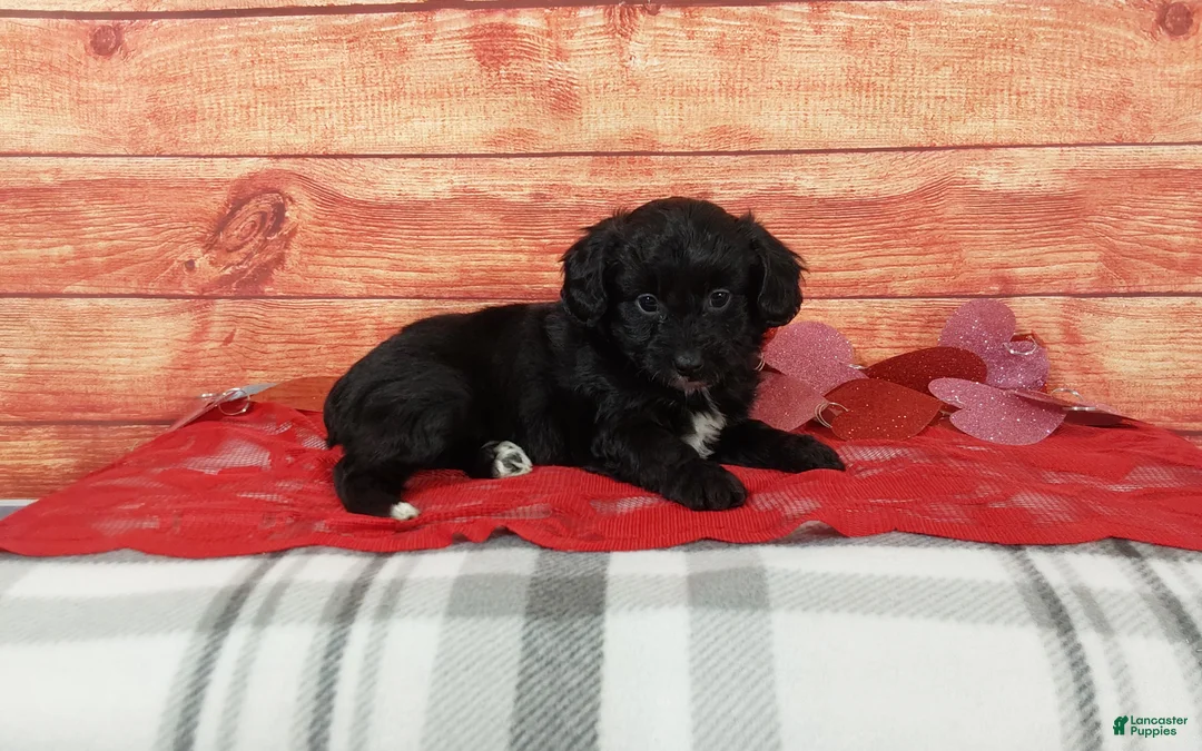 Aussiedoodle dogs for sale: Aussiedoodle Puppy 1 - Ad 1