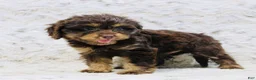 Cavapoo dogs for sale: Misty - Ad 6