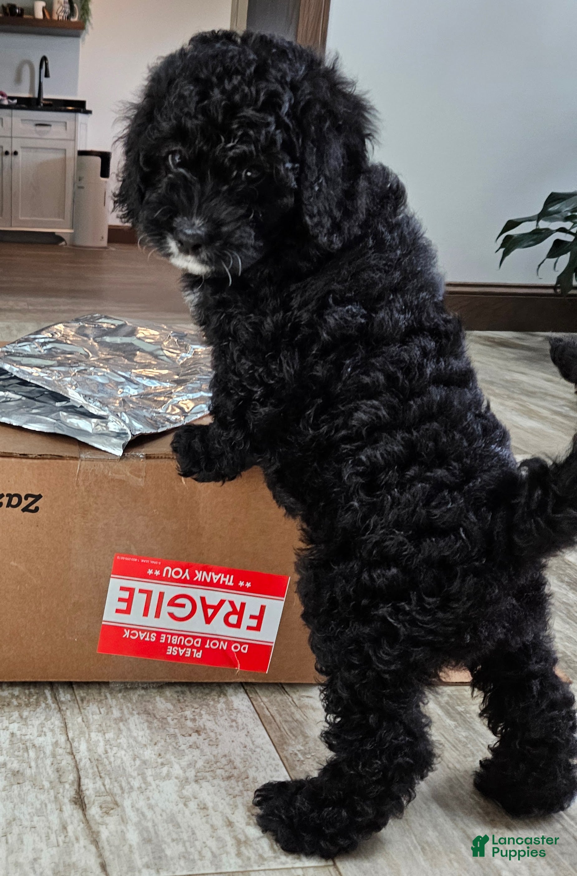 Mini Bernedoodle dogs Courtney - Ad 1