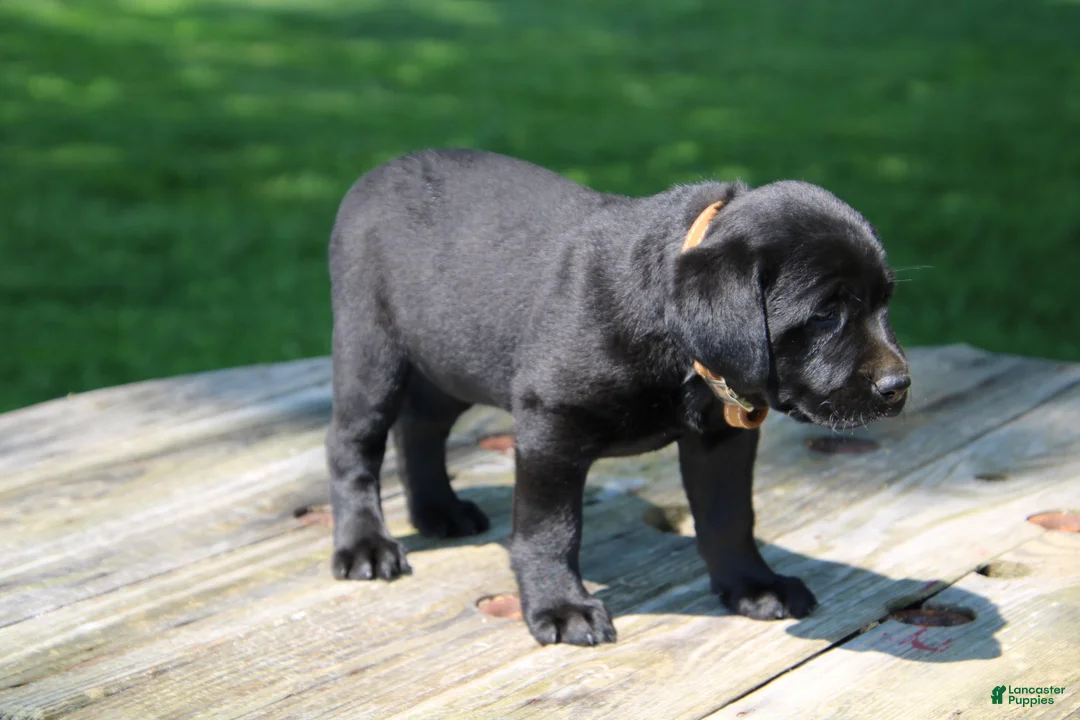 Labrador Retriever dogs for sale: Mandy - Ad 2