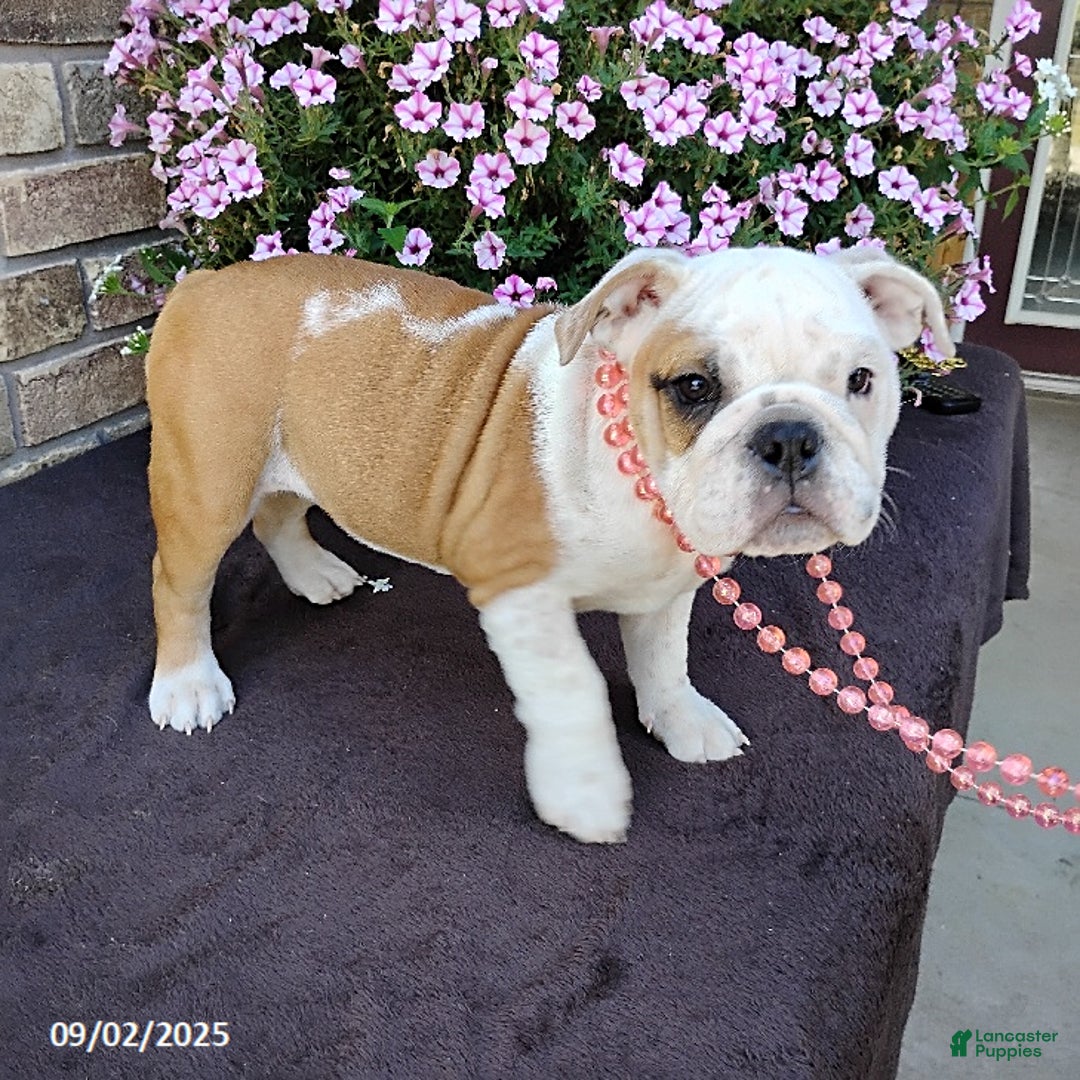 English Bulldog dogs for sale: Rolita - Ad 10