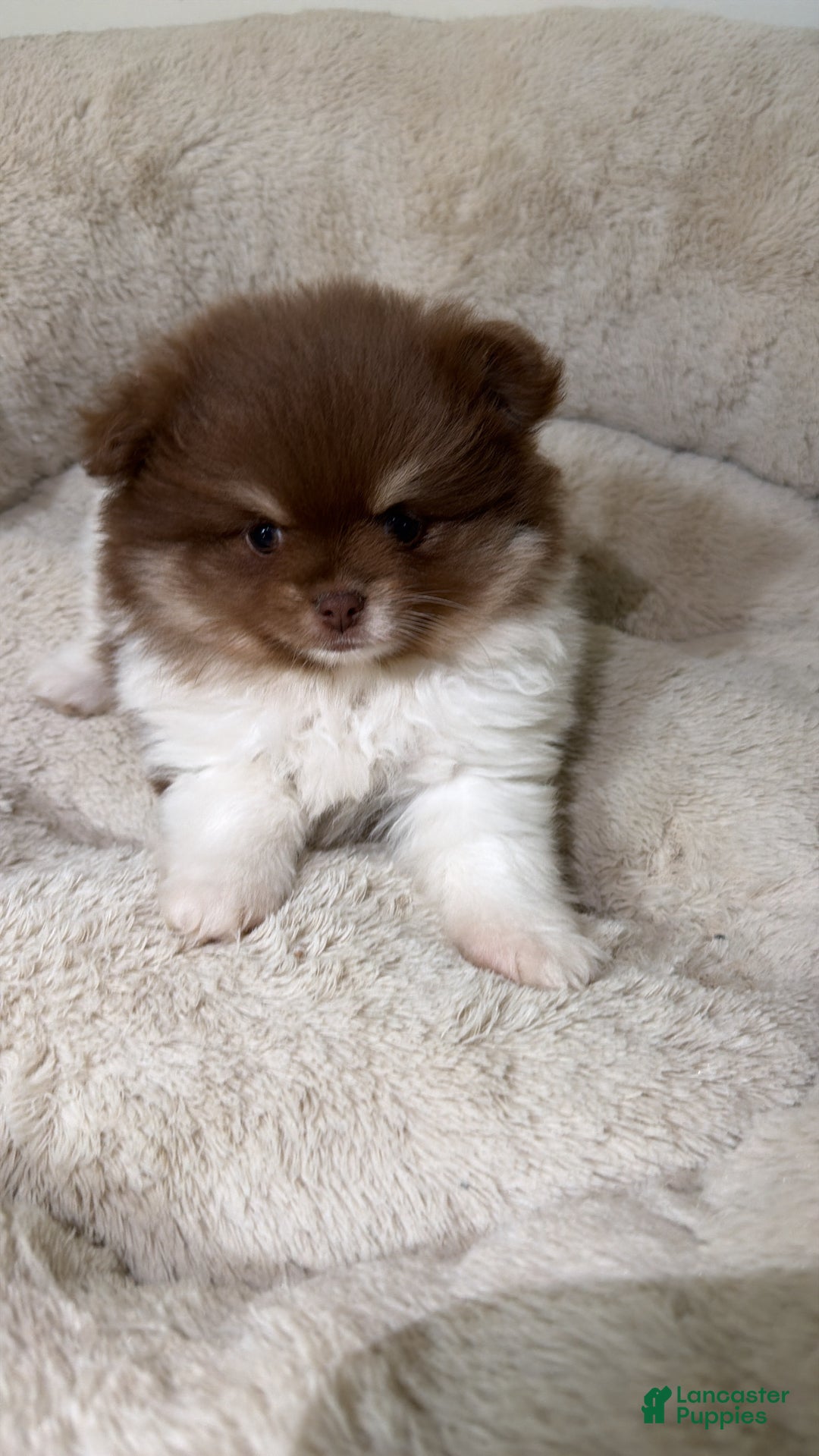 Pomeranian dogs for sale: Simba  - Ad 5