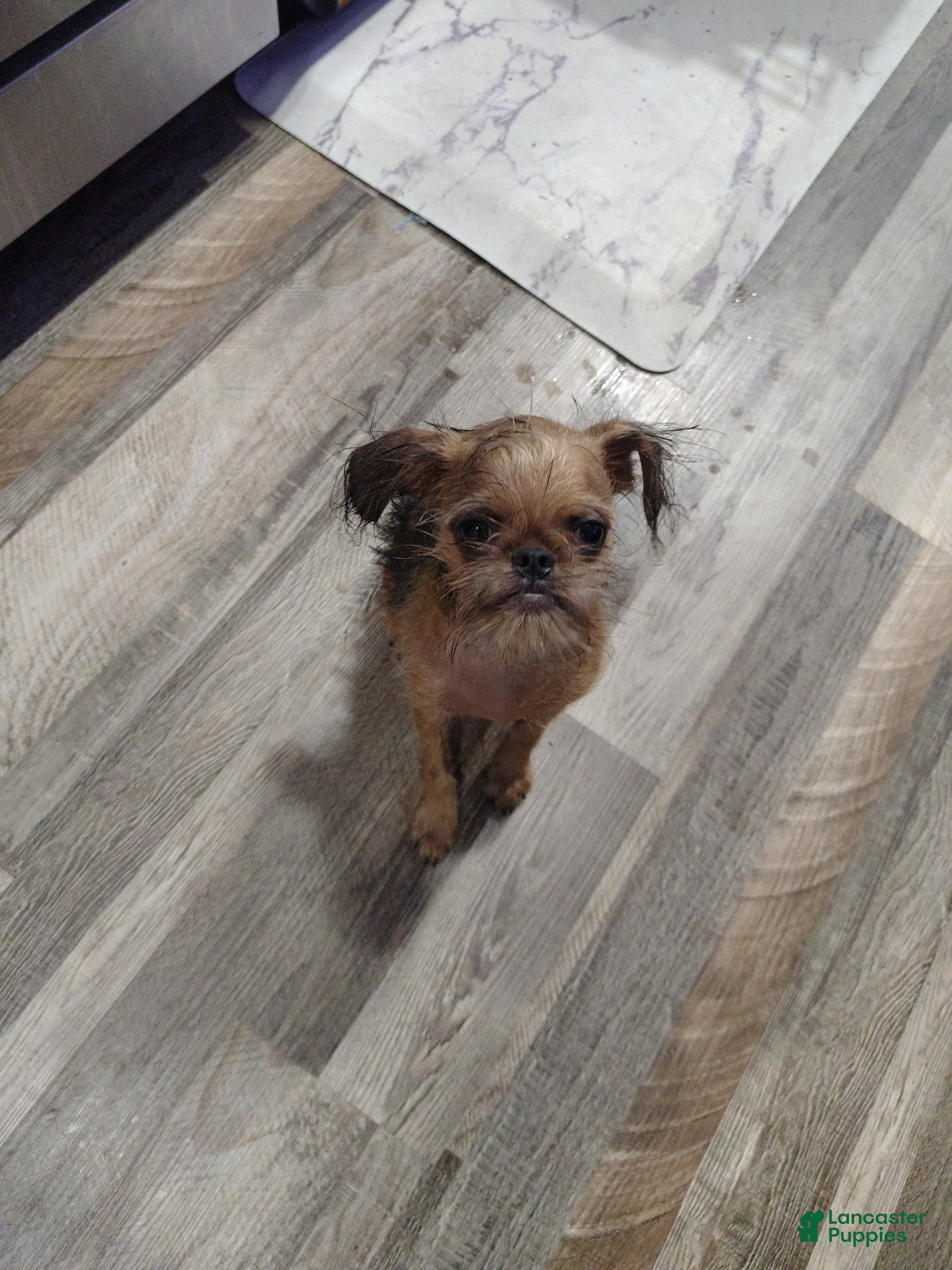 Brussels Griffon dogs Loko  - Ad 14