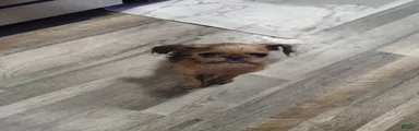 Loko 