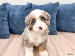 Mini Bernedoodle dogs Izzy - Ad 2