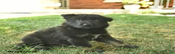 German Shepherd dogs for sale: Thor  - Ad 4
