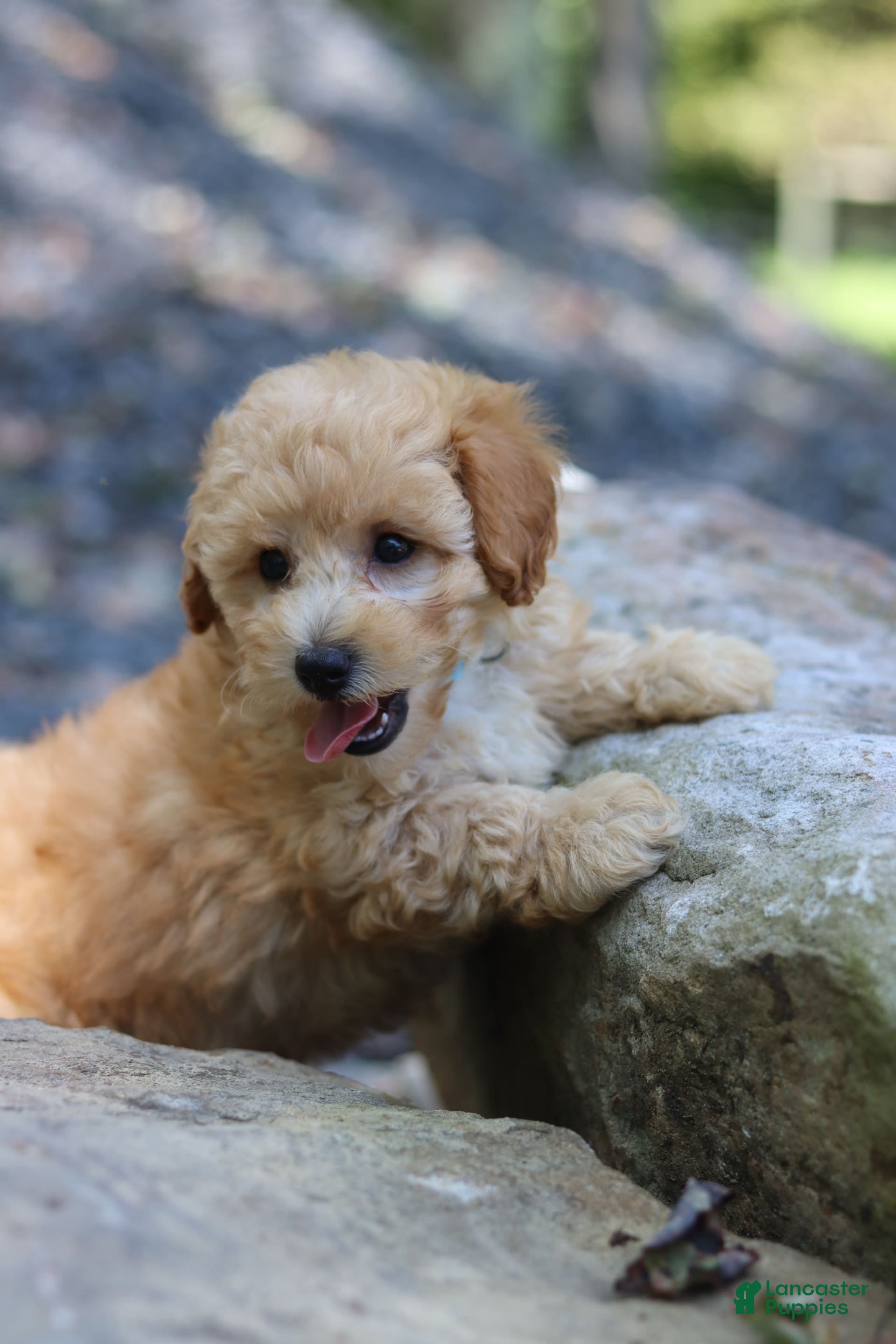 Under $500 Mini Poodle For Sale Near Me Toy Poodle Puppies Of Indiana