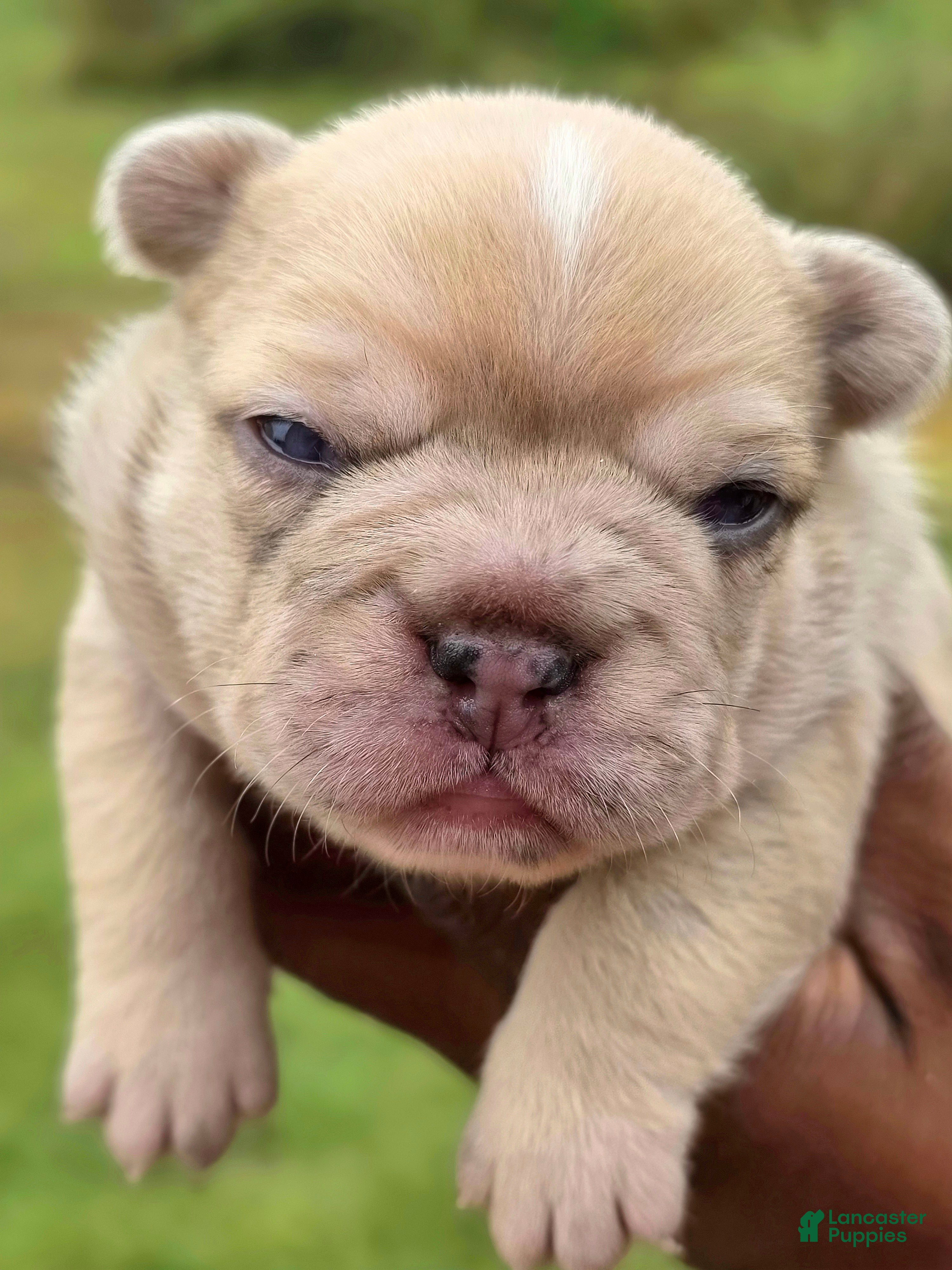 French Bulldog dogs Fiona - Ad 1
