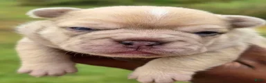 Fiona