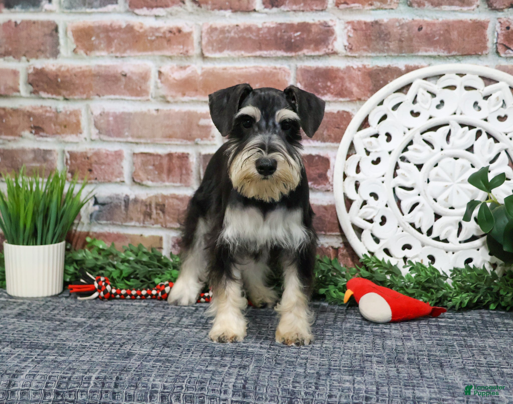 Miniature Schnauzer dogs Azriel - Ad 11