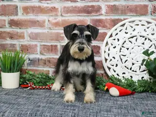 Miniature Schnauzer dogs Azriel - Ad 11