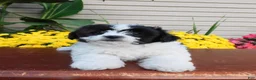 Teddy Bear dogs for sale: Oreo - Ad 5