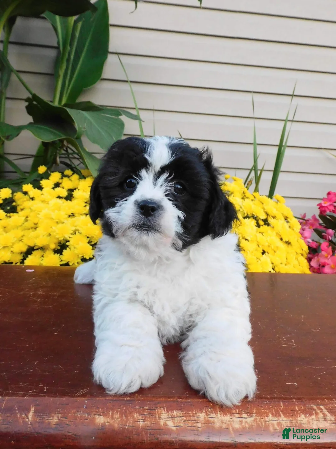 Teddy Bear dogs for sale: Oreo - Ad 5
