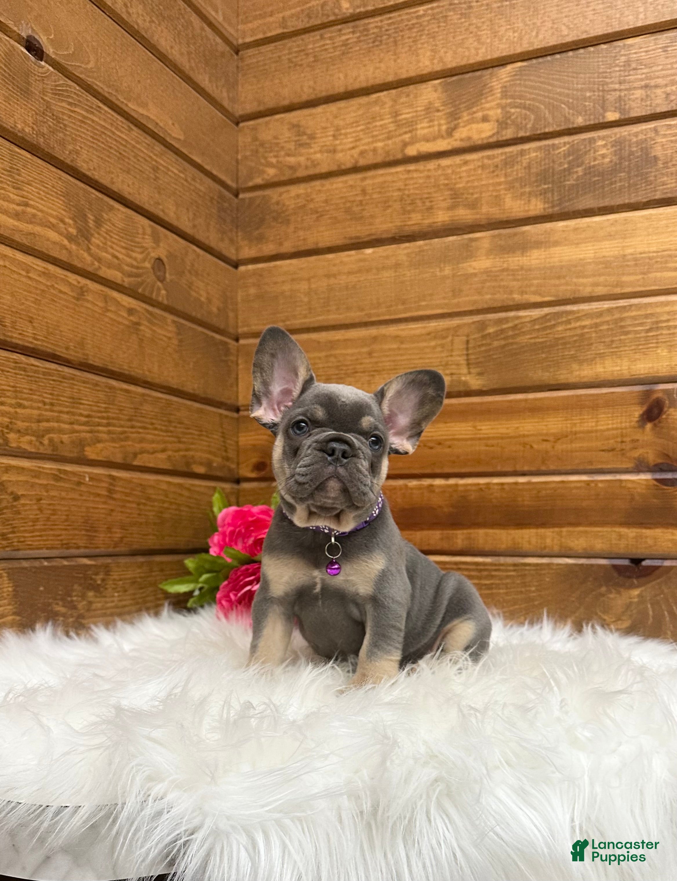 French Bulldog dogs Ellie - Ad 2