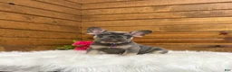 French Bulldog dogs for sale: Ellie - Ad 2