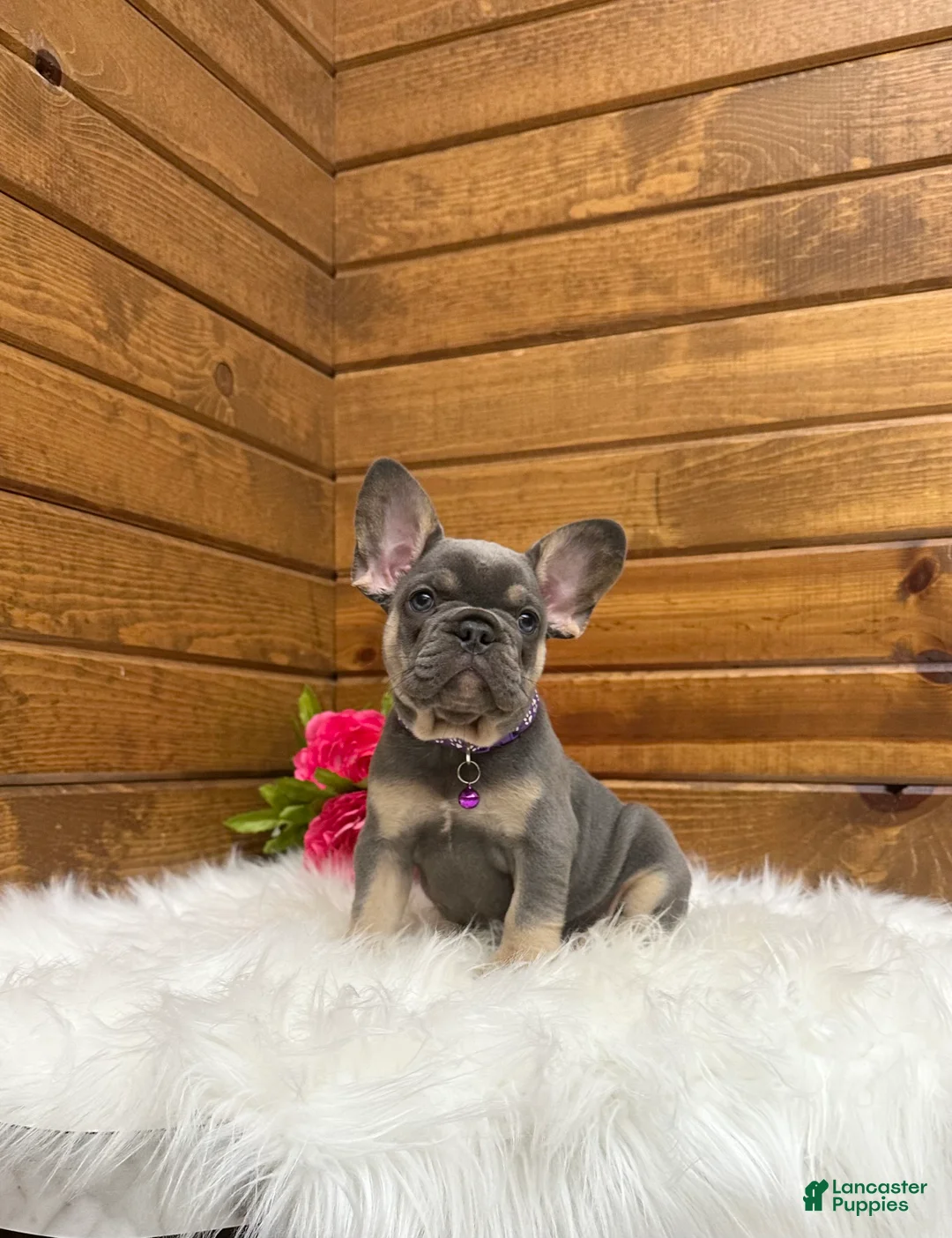 French Bulldog dogs for sale: Ellie - Ad 2