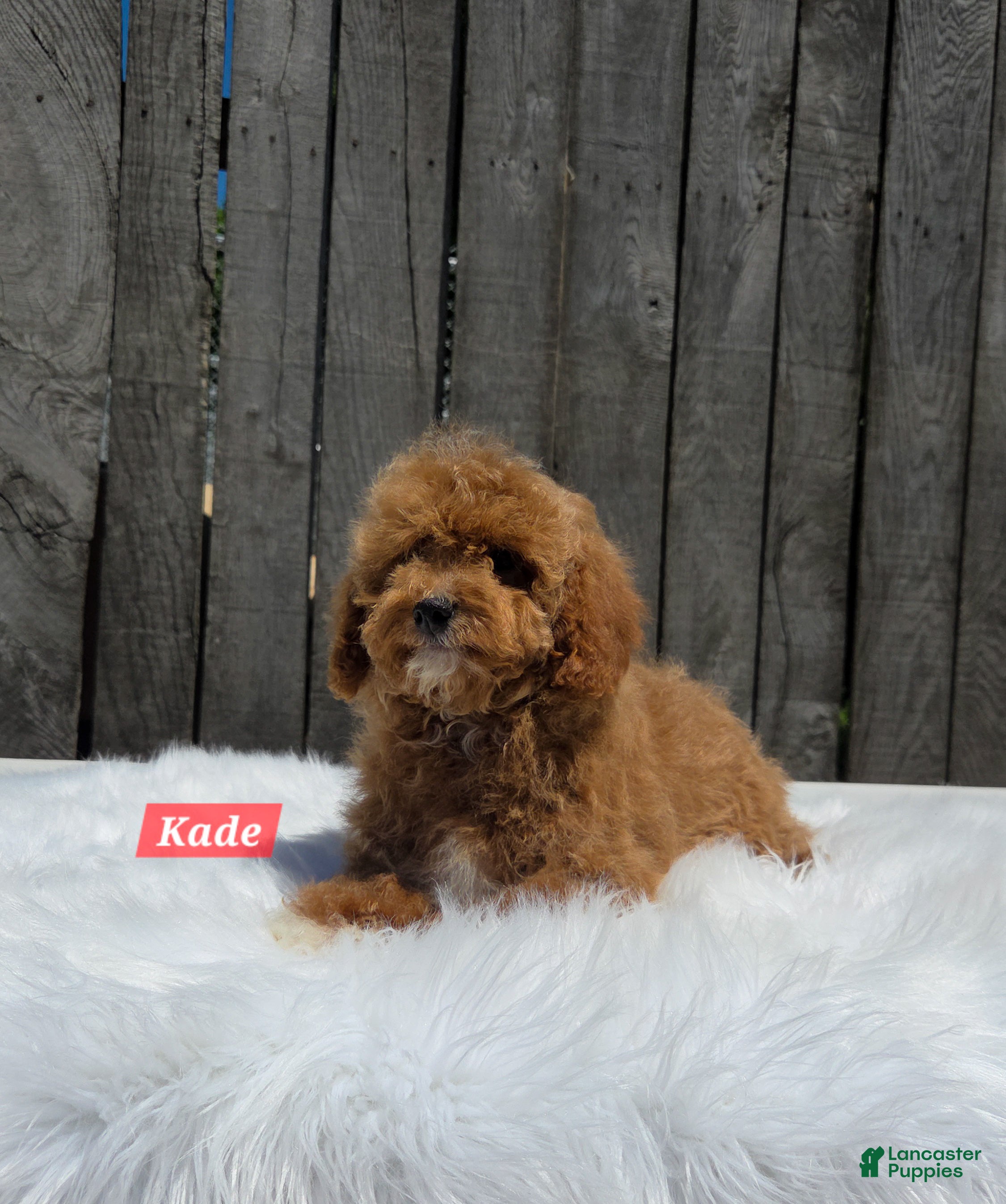 Cavapoo dogs for sale: Kade - Ad 1