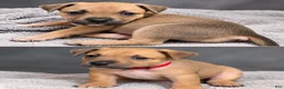 American Bully dogs for sale: Rosey - Ad 3