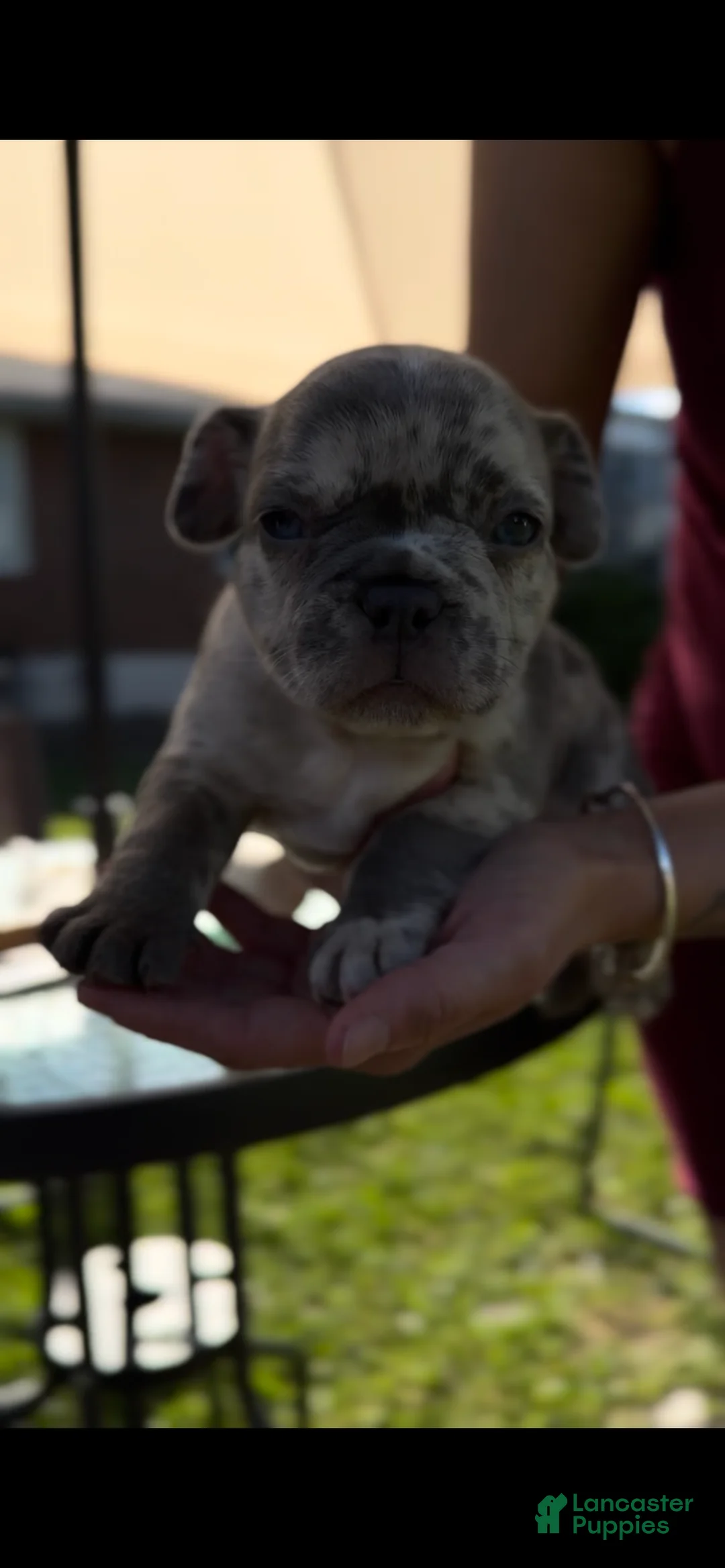 French Bulldog dogs for sale: Sky - Ad 1