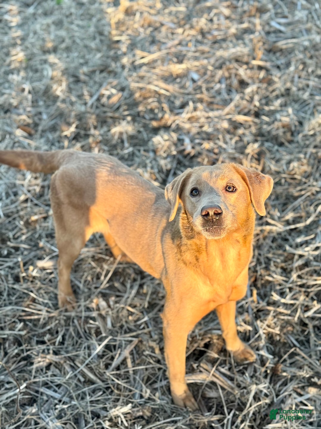 Labrador Retriever dogs for sale: Labrador Retriever Puppy  - Ad 2