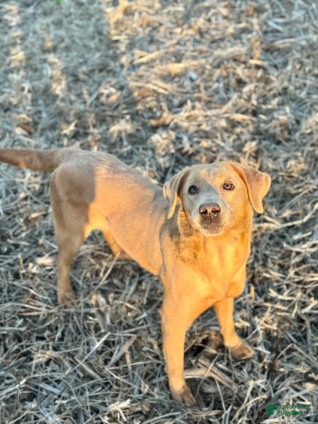 Labrador Retriever dogs for sale: Labrador Retriever Puppy  - Ad 2