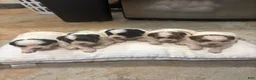 Mixed Breed dogs for sale: King - Ad 8