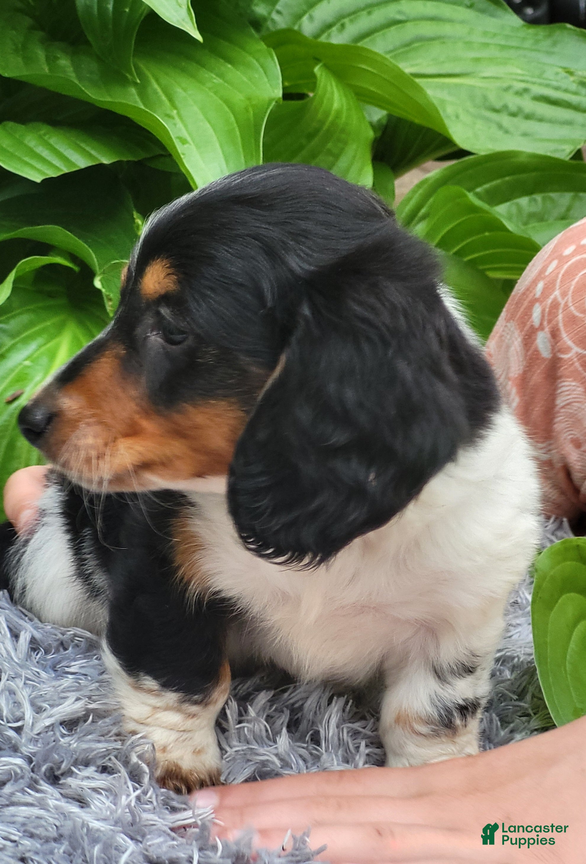 Miniature Dachshund dogs Hero - Ad 2
