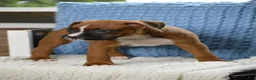 Boxer dogs for sale: Duke - Ad 6