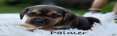 Palmer