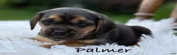 Puggle dogs for sale: Palmer - Ad 1