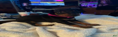 Miniature Pinscher Puppy 3