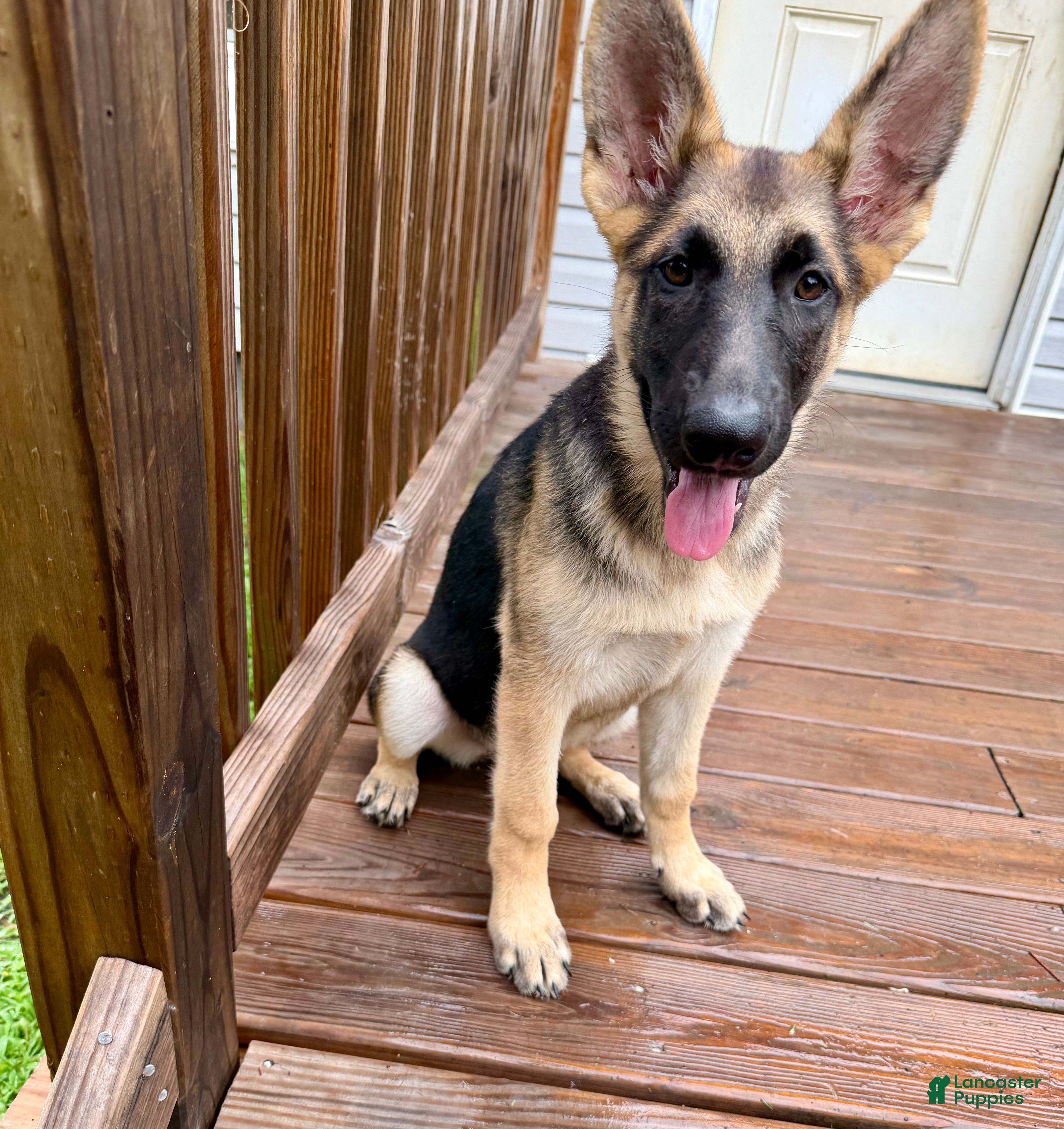 German Shepherd dogs Nyx - Ad 32
