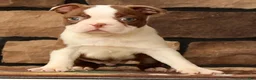 Boston Terrier dogs for sale: Wilbur - Ad 3