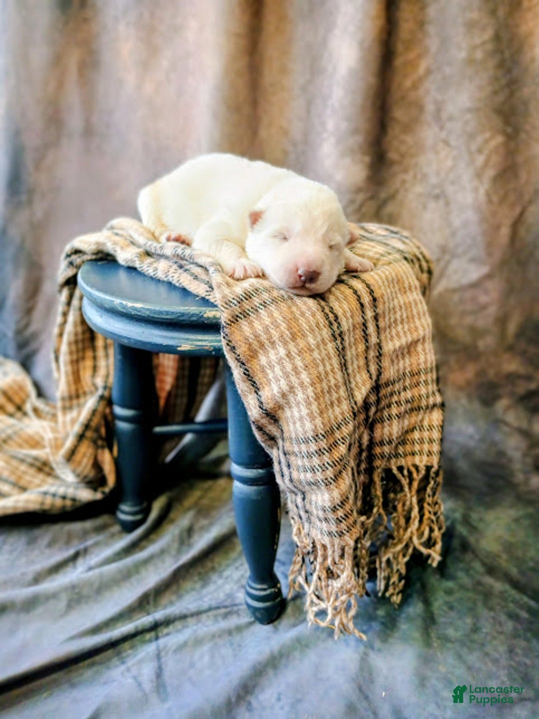 German Shepherd dogs for sale: Striker - Ad 2