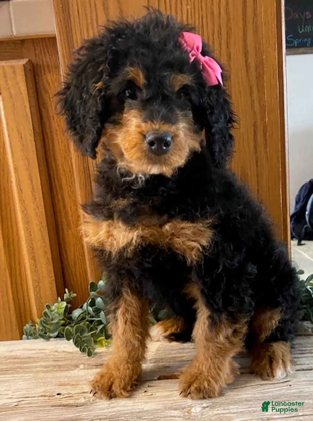 Mini Bernedoodle dogs for sale: Jazzy - Ad 2