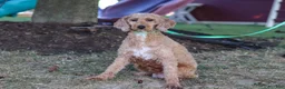 Cavapoo dogs for sale: Grey - Ad 6